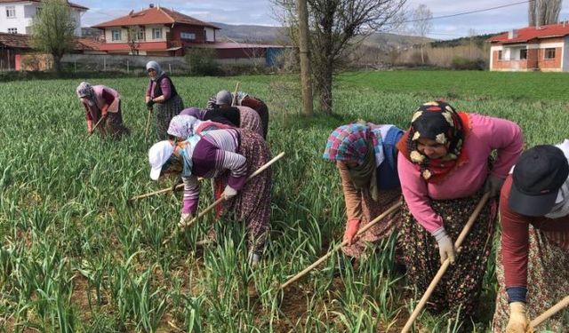 Dünyaca ünlü Taşköprü sarımsağının çapalama dönemi başladı
