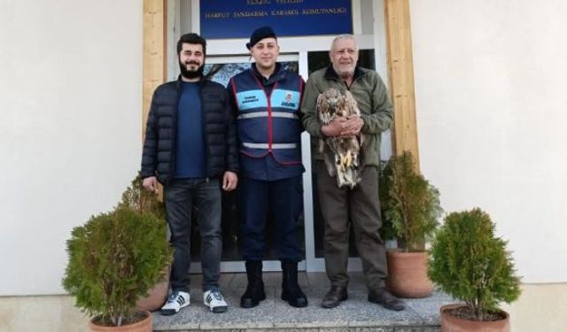 Yaralı kaya kartalına jandarma şefkati