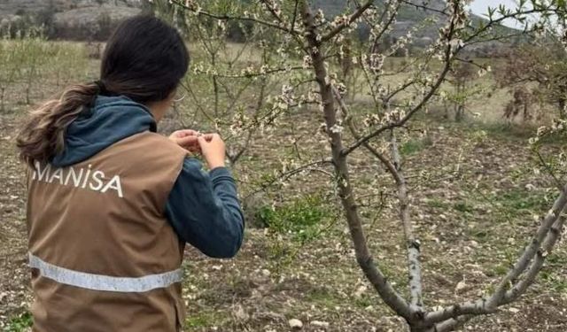 Zirai don için hasar tespit çalışmaları başladı