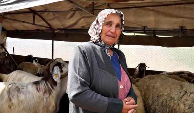 Sürüsünü kurtlara kaptıran kadın gözyaşlarını tutamadı: "Hepsi evladım gibiydi"