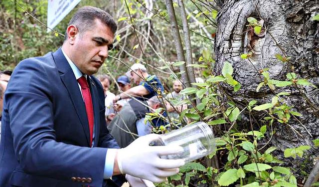 Düzce 80 bin adet böcek salınacak