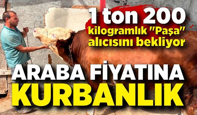 1 ton 200 kiloluk kurbanlık, araba fiyatına alıcısını bekliyor