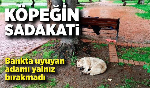 Köpeğin sadakati: Bankta uyuyan adamı yalnız bırakmadı