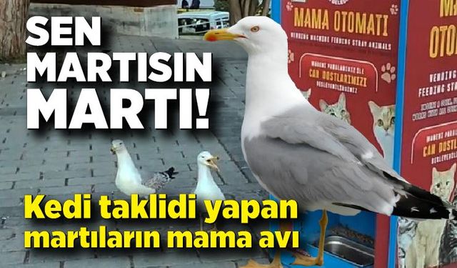 Sen martısın! Kedi taklidi yapan martıların mama avı