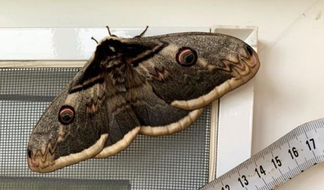 Ünlü ressam Vincent Van Gogh'un ilham kaynağı Sakarya’da görüldü