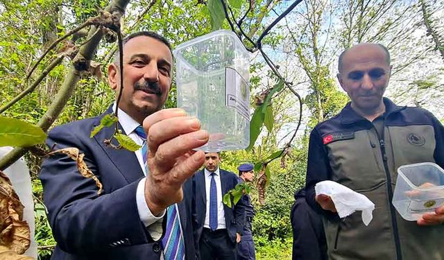Şirinköy köyü ormanlarına böcek salımı gerçekleştirildi