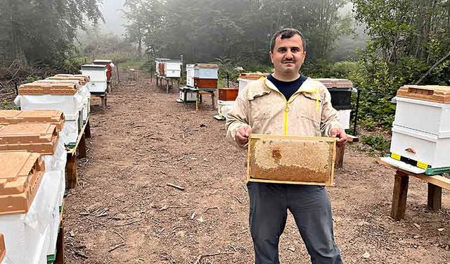 Zonguldak'ta ormangülü balında önemli üretim