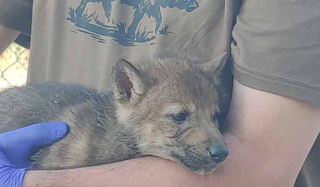 Kurtlar ve köpeklerin akrabalığı araştırılıyor