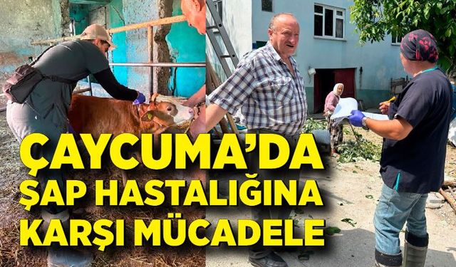 Çaycuma’da Şap hastalığına karşı etkin mücadele