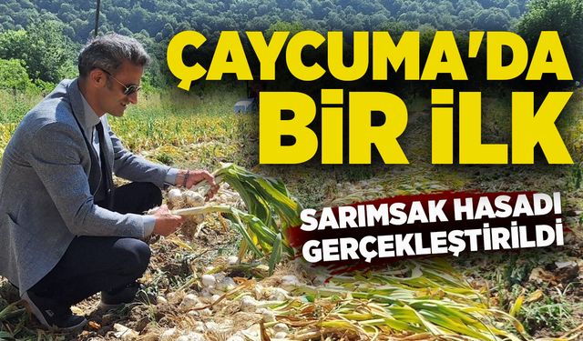 Çaycuma'da bir ilk: Sarımsak hasadı gerçekleştirildi