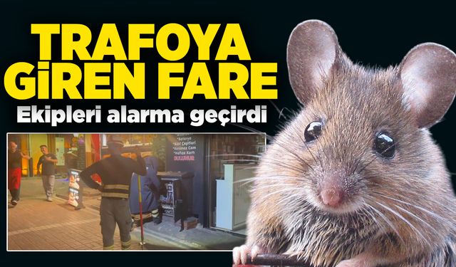 Trafoya giren fare ekipleri alarma geçirdi