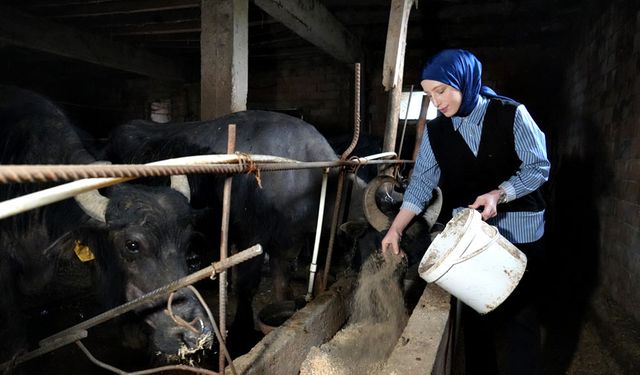 Ticari süt işletmelerince 999 bin 348 ton inek sütü toplandı