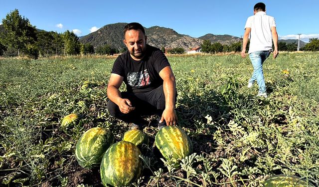 Tokat'ta karpuzun tarladaki dönüm fiyatı 10 bin liraya geriledi