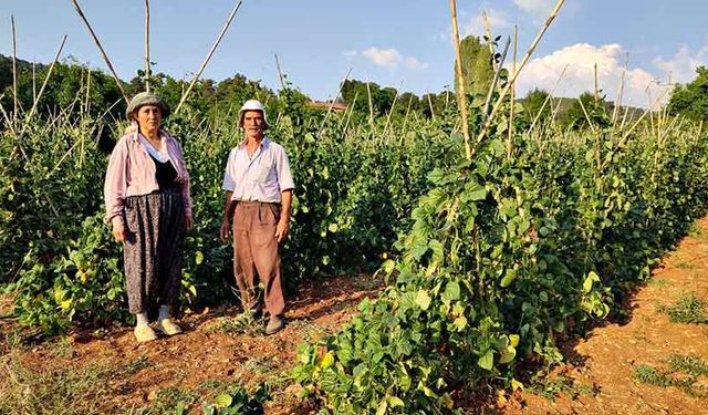 Çameli fasulyesinin hasadı başladı