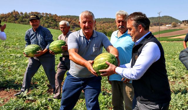 Tescilli Osmaneli karpuzunda hasat zamanı
