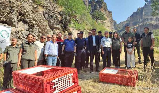 Bolu’da doğaya 600 kınalı keklik bırakıldı