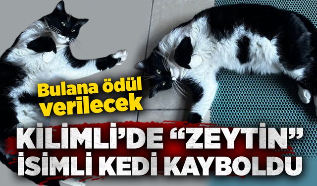 Kilimli’de “Zeytin” isimli kedi kayboldu: Bulana ödül verilecek