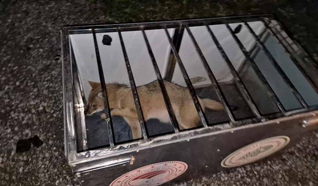 Yaralı Tilkiye Gençlerden Anlamlı Destek!