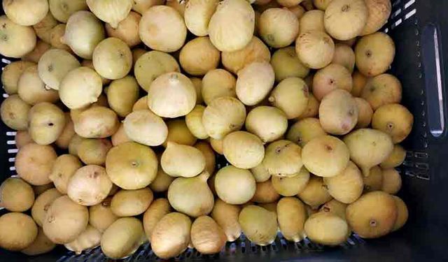 Dalından Altın Akıyor! Mut İnciri Üreticisine Bereket Getirdi