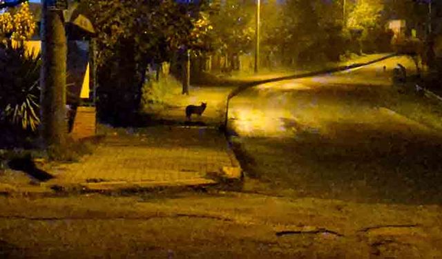 Çakallar şehir merkezinde sürü halinde görüldü