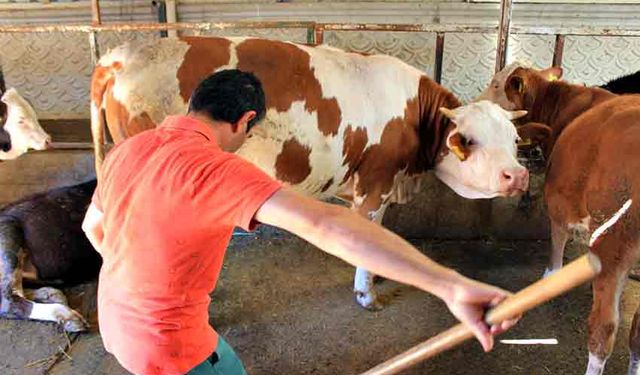 Şapa karşı 'hayvanlara küflü domates yedirmeyin, idrar içirmeyin' uyarısı