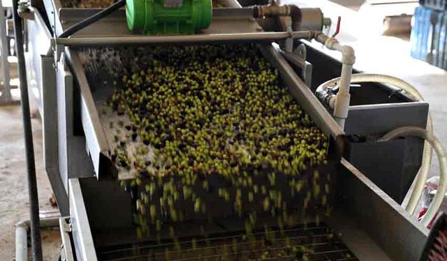 Adana'da zeytinin yağ yolculuğu başladı