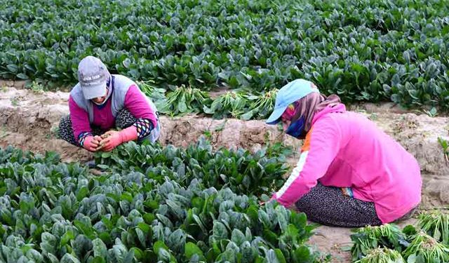 Kış sebzesi ıspanakta hasat bolluğu