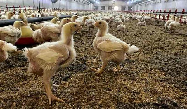Üreticilere Kuş Gribi riski uyarısı