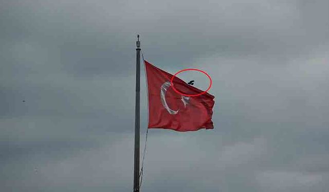Karganın Türk bayrağı inadı