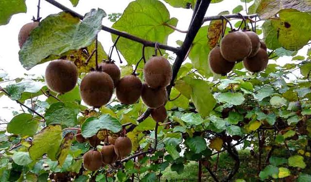 İran'dan gelen kivi fiyatları ucuzlatıyor