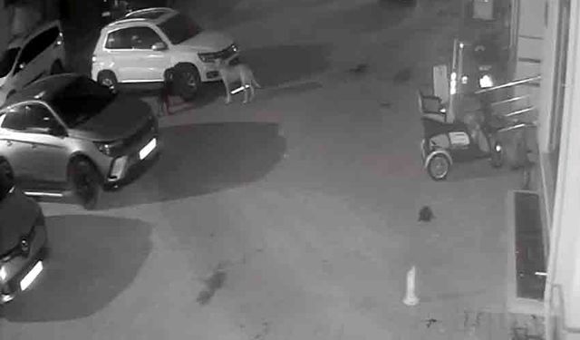 Sokak köpekleri park halindeki aracı parçaladı: O anlar kamerada