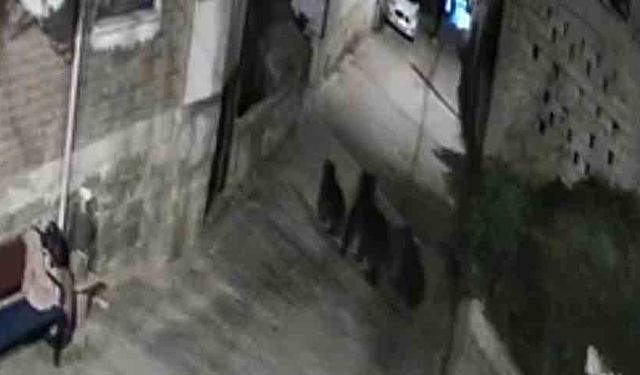 Yerleşim alanına inen ayılar köy sakininden korkup kaçtı
