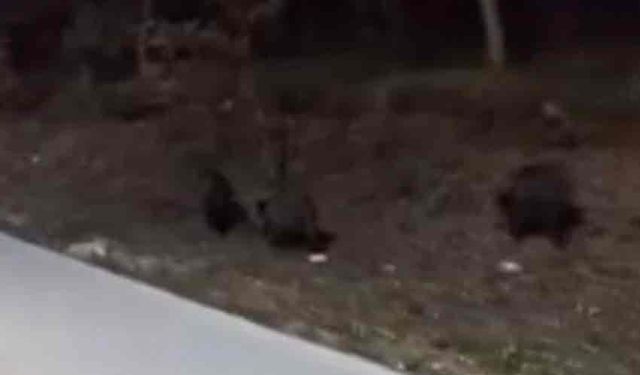 Aç kalan domuz sürüleri, üniversite kampüsüne indi