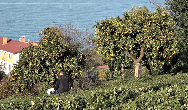 Derepazarı mandalinasında hasat başladı