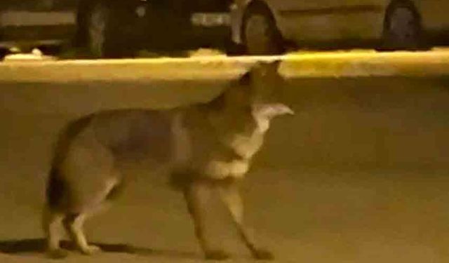 Mahallede yiyecek arayan tilki kameralara takıldı