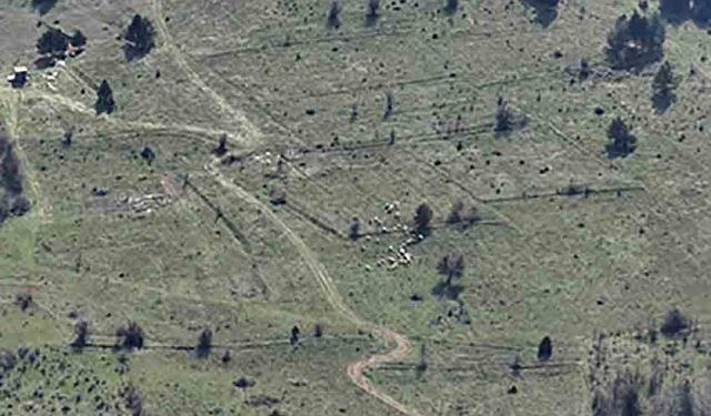 Kayıp hayvanlar dronla bulundu