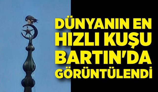 Dünyanın en hızlı kuşu Bartın'da görüntülendi
