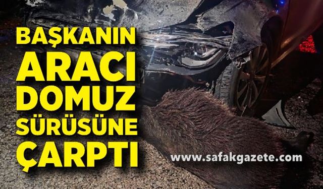 Belediye Başkanı'nın makam aracı domuz sürüsüne çarptı