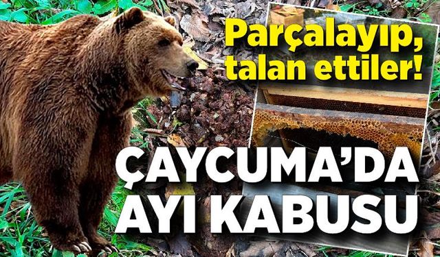 Çaycuma’da ayı kabusu: Parçalayıp, talan ettiler!