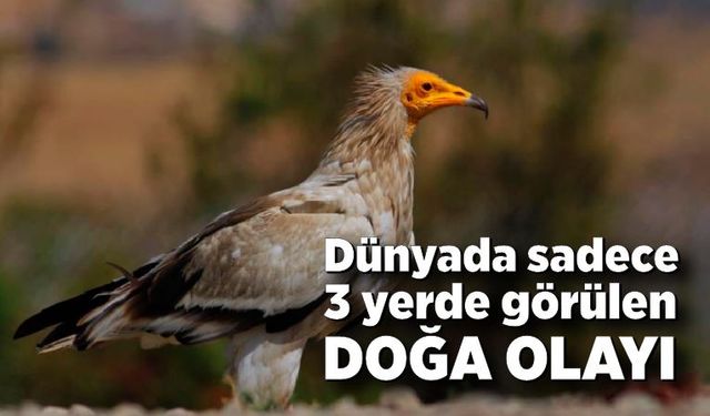 Dünyada sadece 3 yerde görülen doğa olayı: Akbabaların yiyecek döngüsü