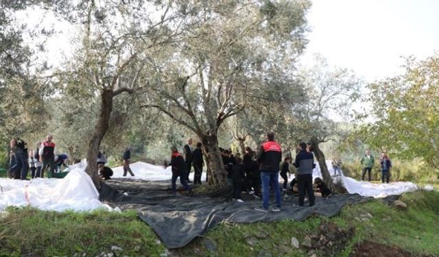 Geleceğin çiftçileri zeytin hasadında