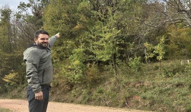 Tırmandıkları ağaçta meşe palamudu yiyen ayılar kamerada