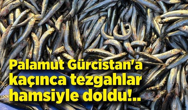 Palamut Gürcistan'a kaçınca tezgahlar hamsiyle doldu