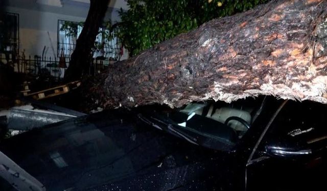 Şiddetli rüzgarda 10 metrelik ağaç devrildi