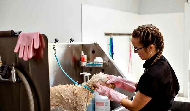 Kadıköy Veteriner Kliniği: Modern Teknoloji İle Güvenli Tedavi