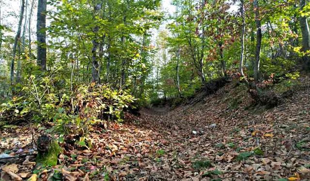 Yalova ormanlarında sonbahar güzelliği