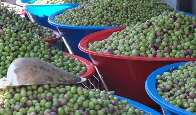 Yeşil zeytin fiyatları sabit kaldı