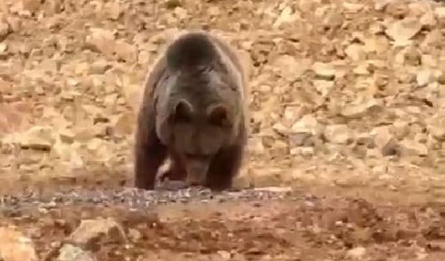 Yol kenarındaki ayıya 'hamsi' ziyafeti verdiler