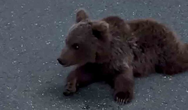 Yaralı yavru ayı DKMP’ya teslim edildi