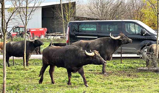 17 adet damızlık manda boğası üreticilere teslim edildi
